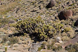 Grapevine Canyon